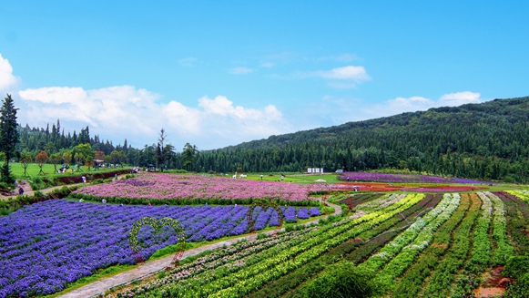 機構改革層層遞進：鄉村振興局劃入農牧廳，外專局轉隸人社廳